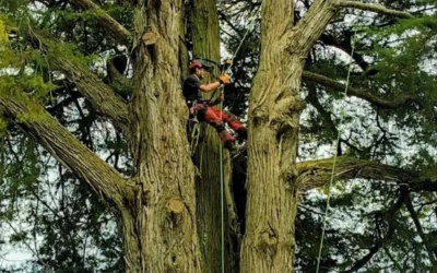L’importanza del consolidamento per gli alberi centenari: il caso del Cupressus Macrocarpa