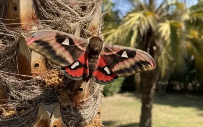 Farfalla Paysandisia archon: una minaccia per le palme!