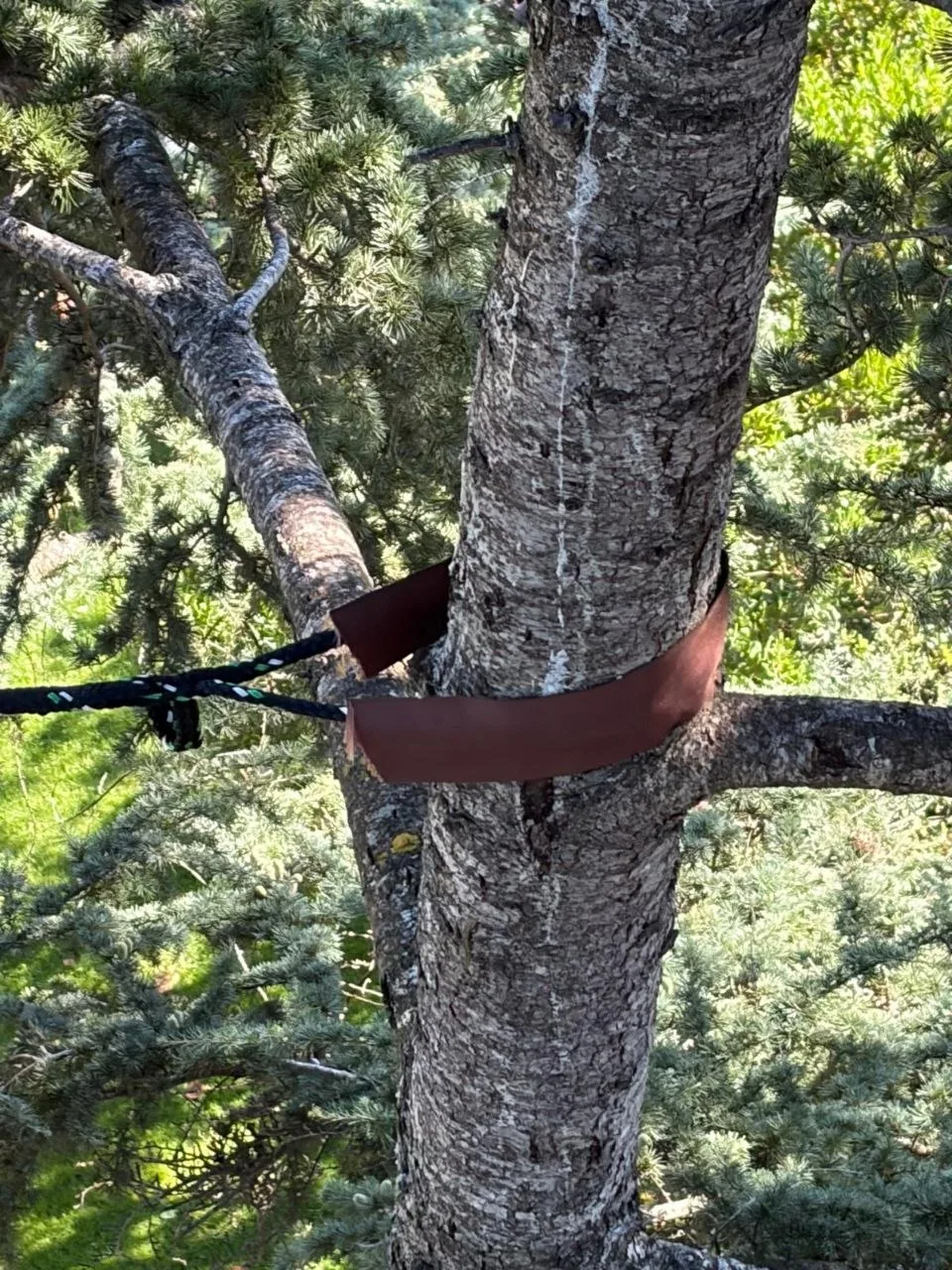 Tree Guardian installato con fascione protettivo sul fusto di una conifera