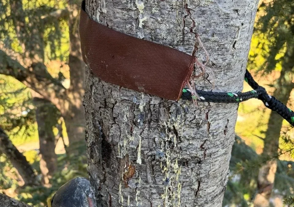 Consolidamento degli alberi: perché le cattive legature possono danneggiare il fusto