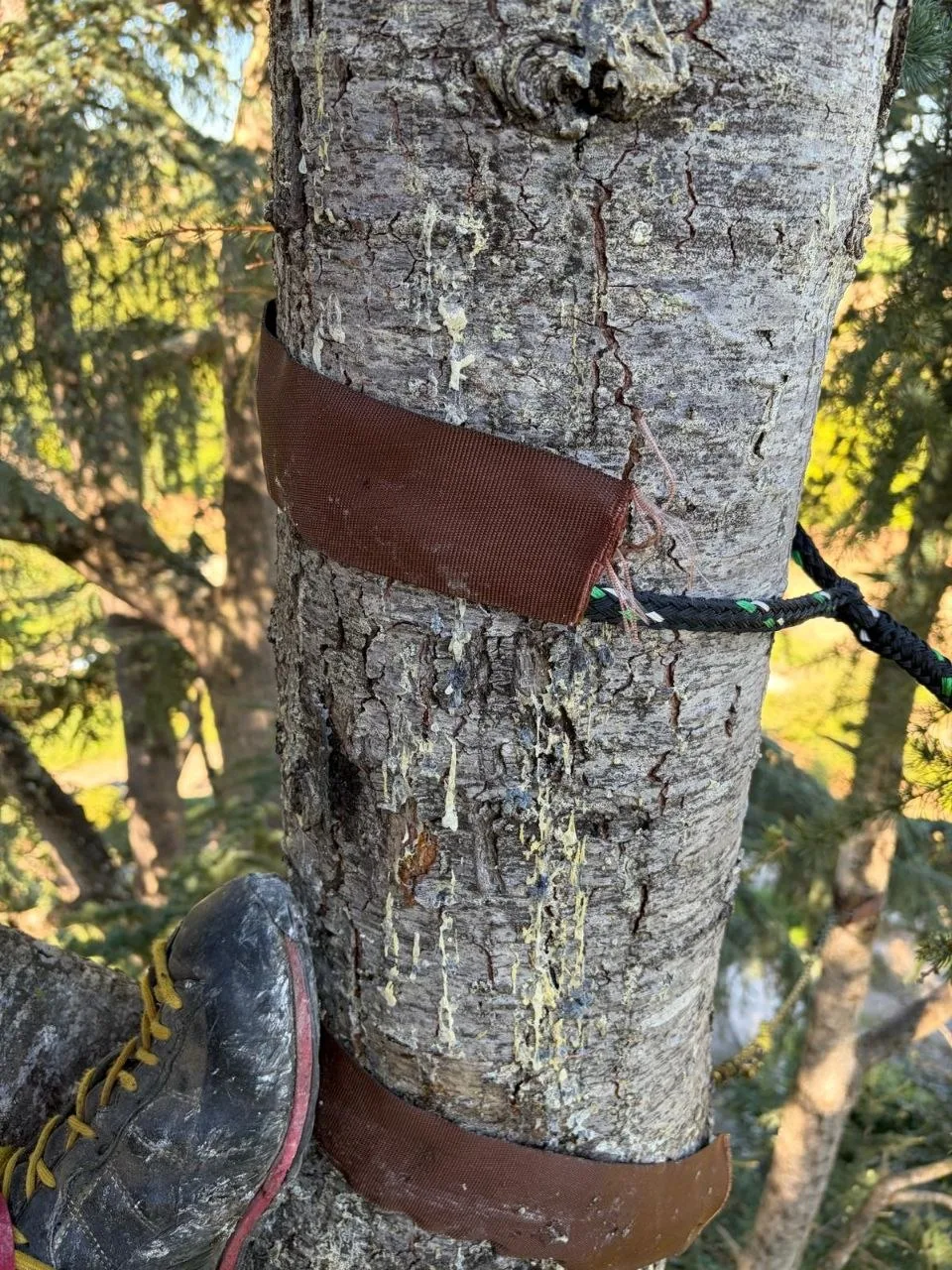Dettaglio di un sistema Tree Guardian con fascione protettivo sul tronco
