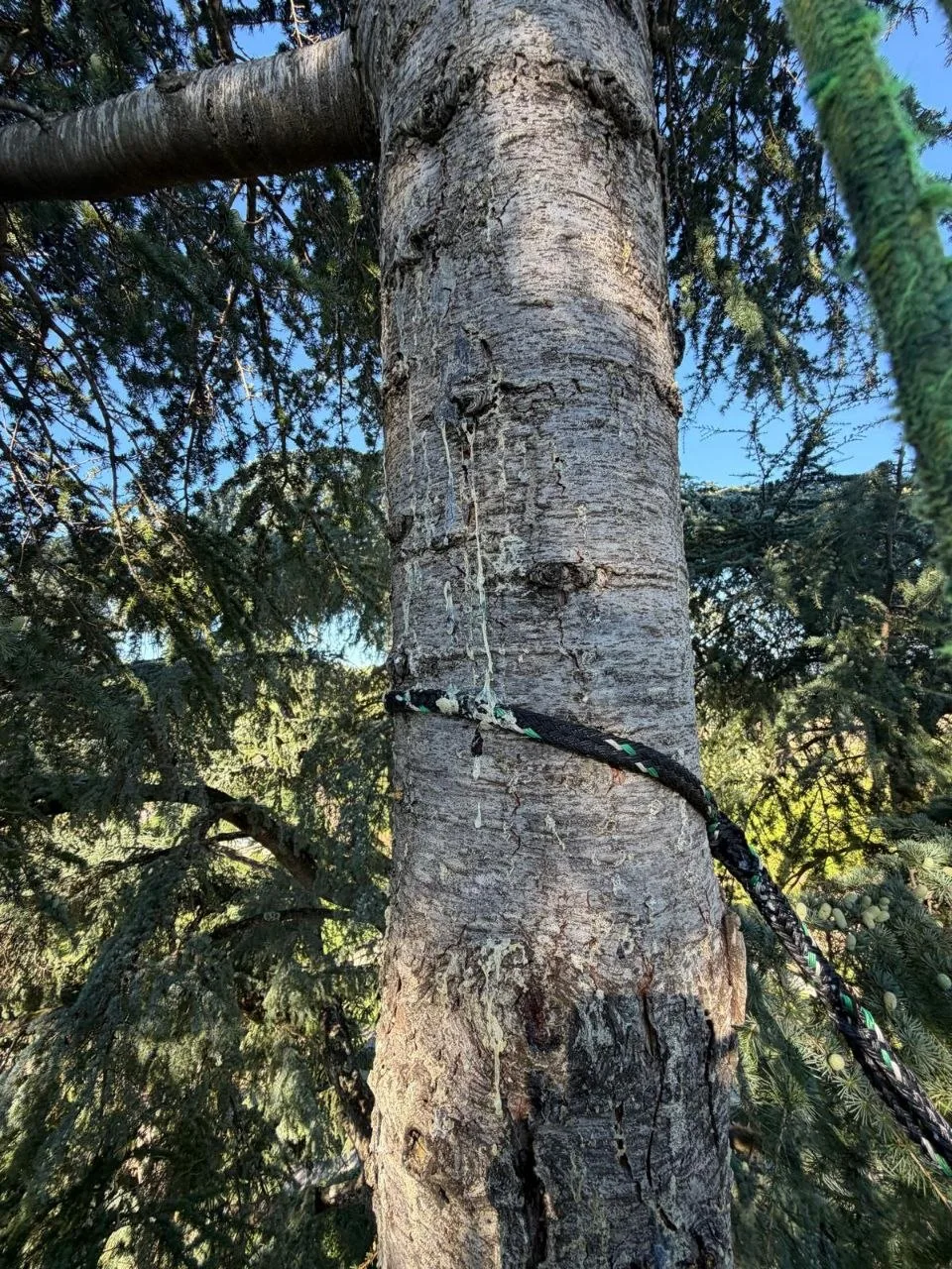 Dettaglio del cavo a contatto con il tronco della conifera e della zona interessata dalla legatura