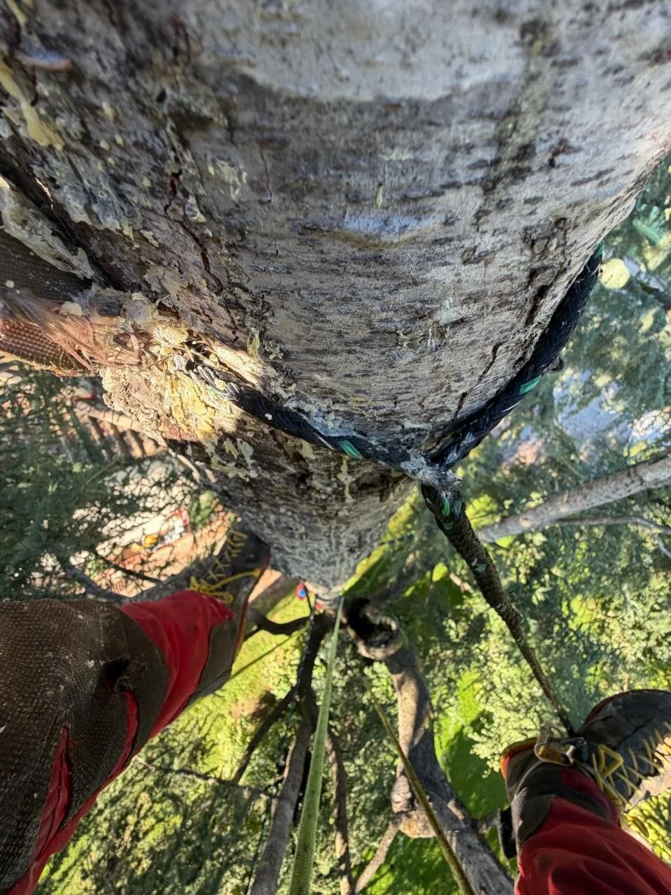 Cavo di consolidamento a diretto contatto con il fusto di una conifera