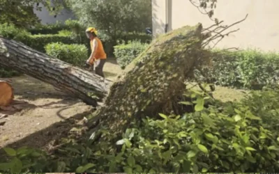 Caduta di alberi: cause, segnali e misure preventive