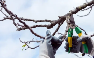 Luglio: tempo di potatura del secco, non di potatura verde